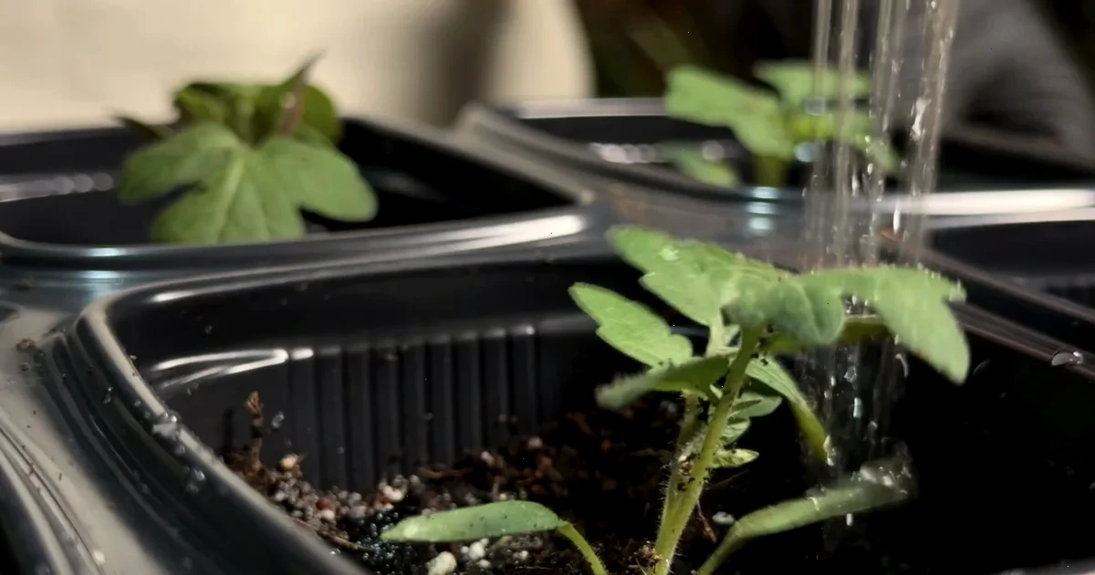 1 ложка на літр води