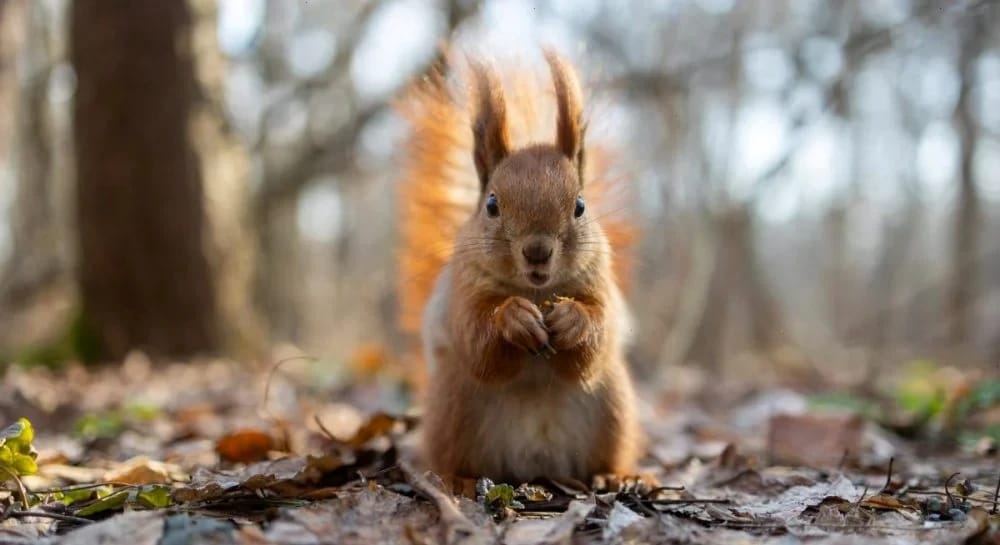 30 березня в Україну зайде похолодання: які області зачепить
