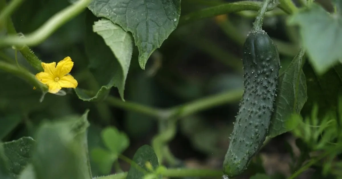 деревна зола – детальна інформація