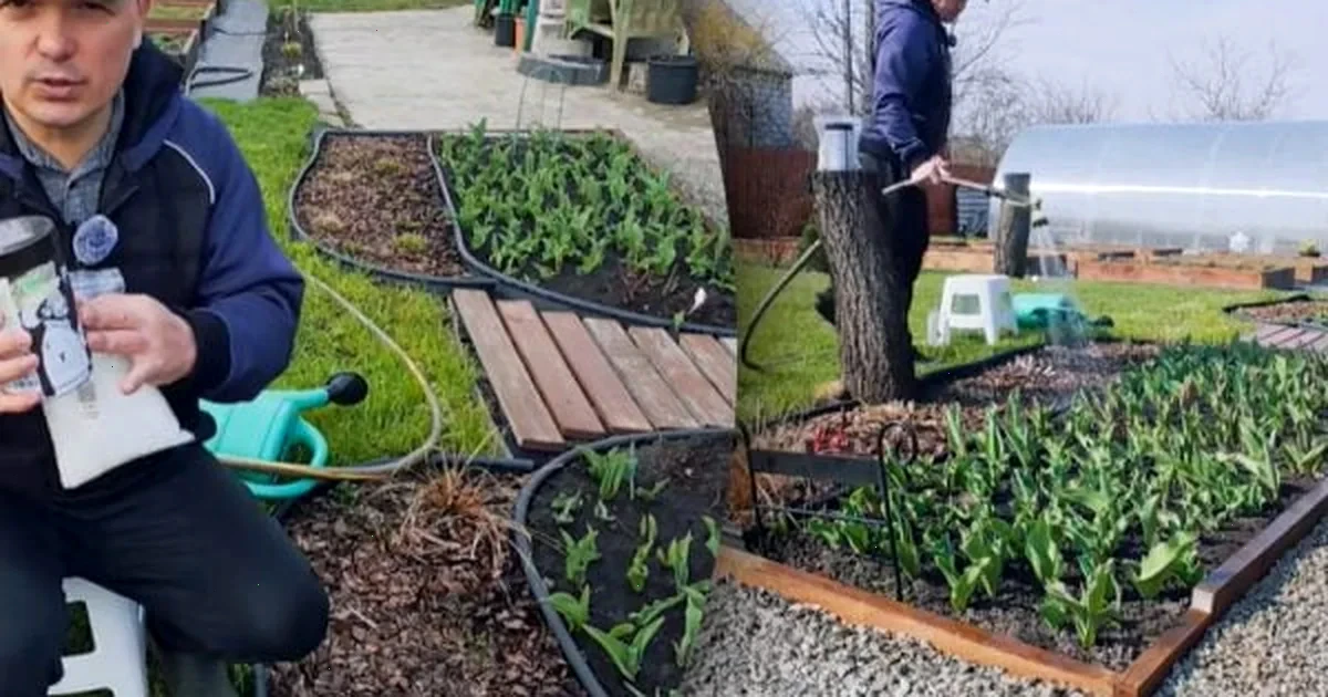 догляд за тюльпанами навесні