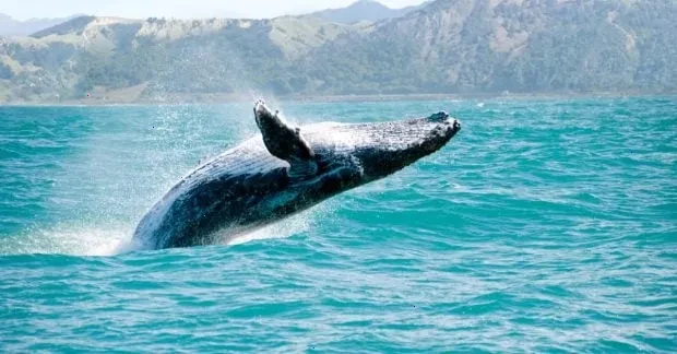 горбатий кит – детальна інформація