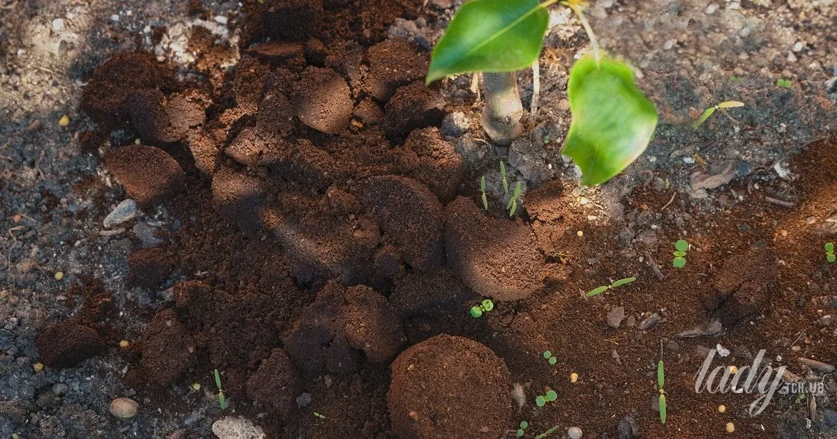 кава для рослин – детальна інформація