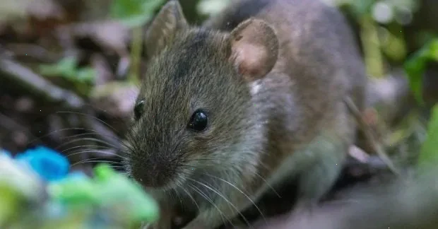 клонування мишей – детальна інформація