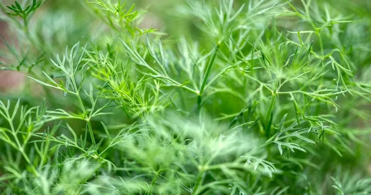 кроп – детальна інформація