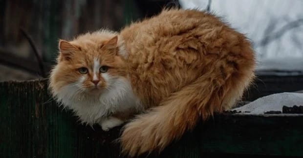 Квітневі морози: холоднеча зі Скандинавії накриває Україну