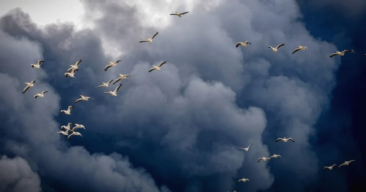 Кинджали – детальна інформація