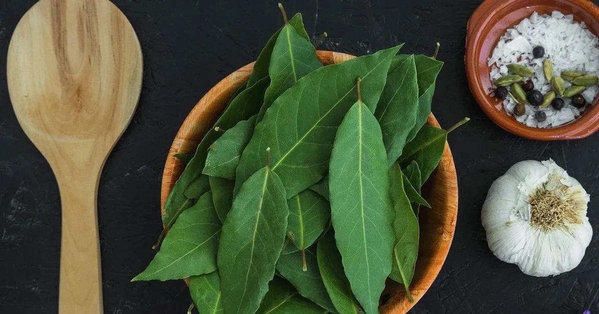 лавровий лист – детальна інформація