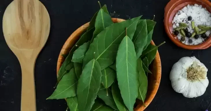 лавровий лист – детальна інформація