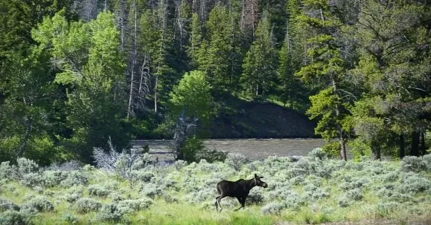 ліси Єллоустоуна – детальна інформація