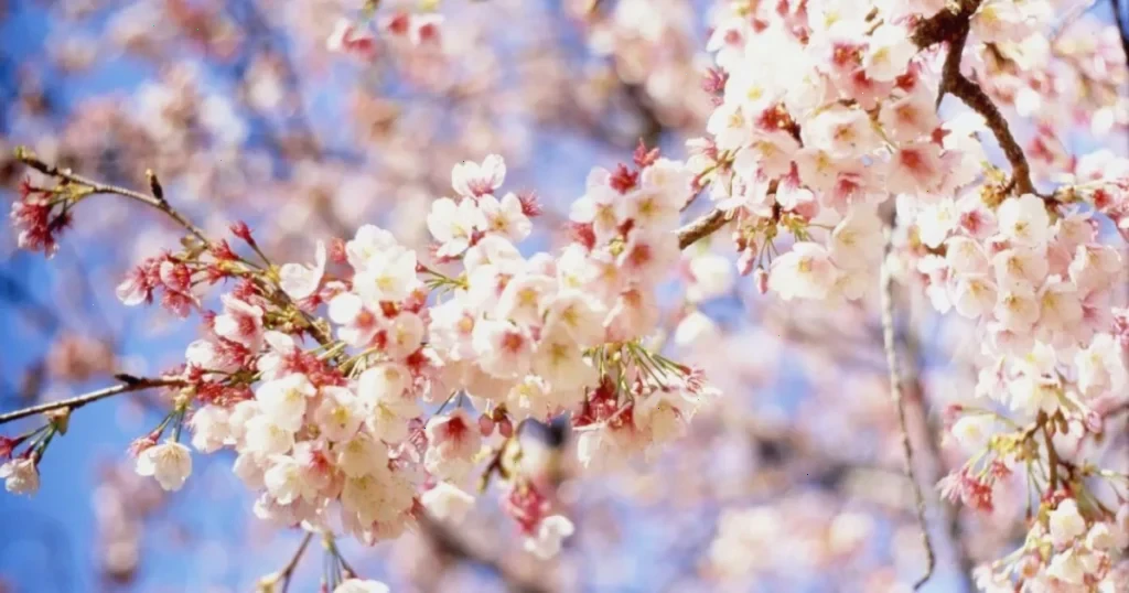 мобілізація – детальна інформація