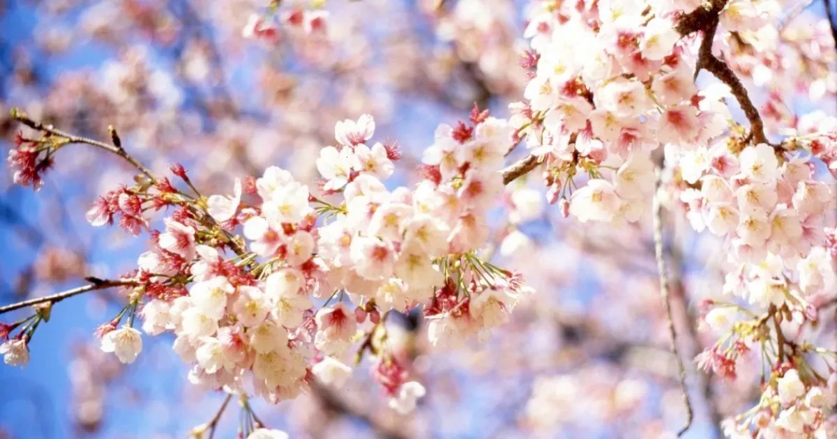 мобілізація – детальна інформація