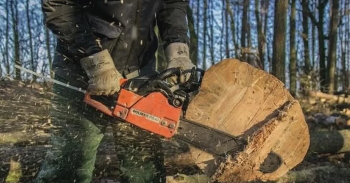 незаконна рубка дубів Київщина