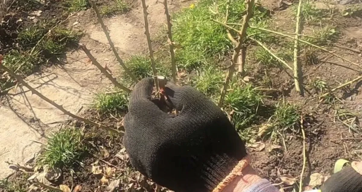 обрізка троянд – детальна інформація