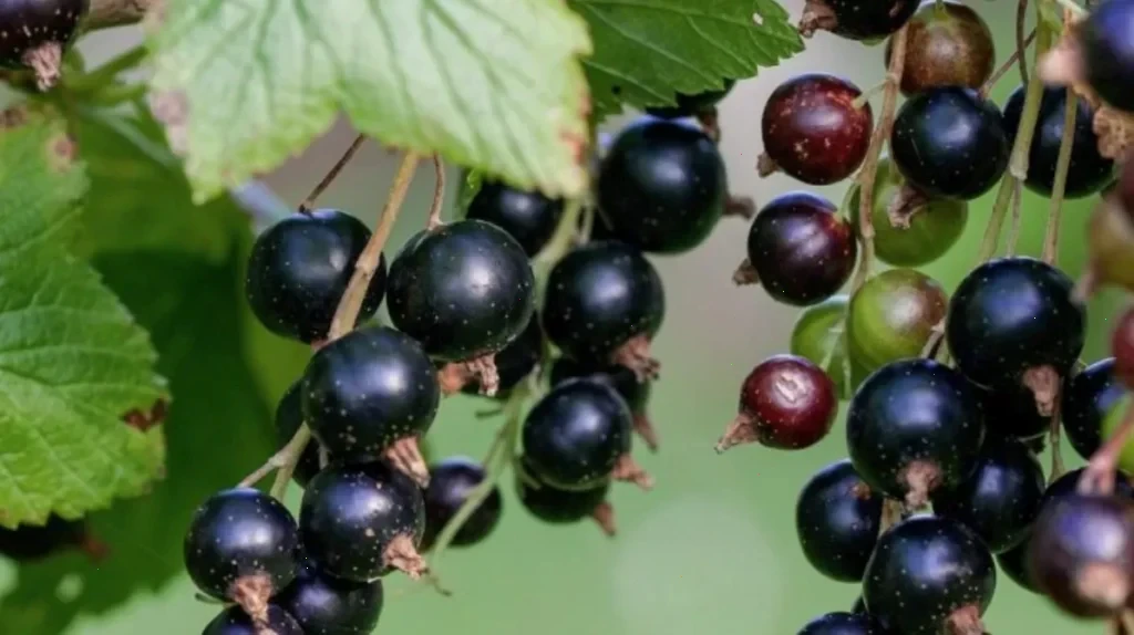 обробка смородини – детальна інформація