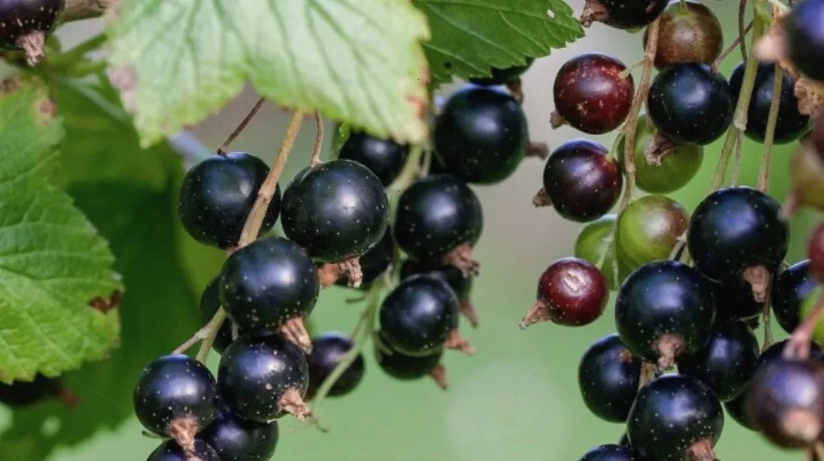 обробка смородини – детальна інформація