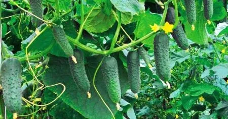 огірки – детальна інформація