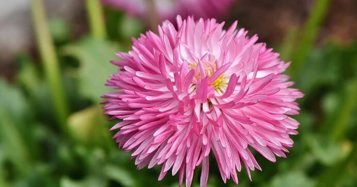 оптимальні терміни для посіву айстр