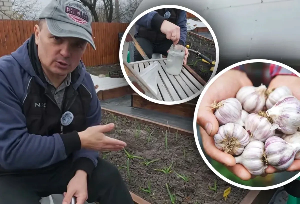 підживлення часнику – детальна інформація