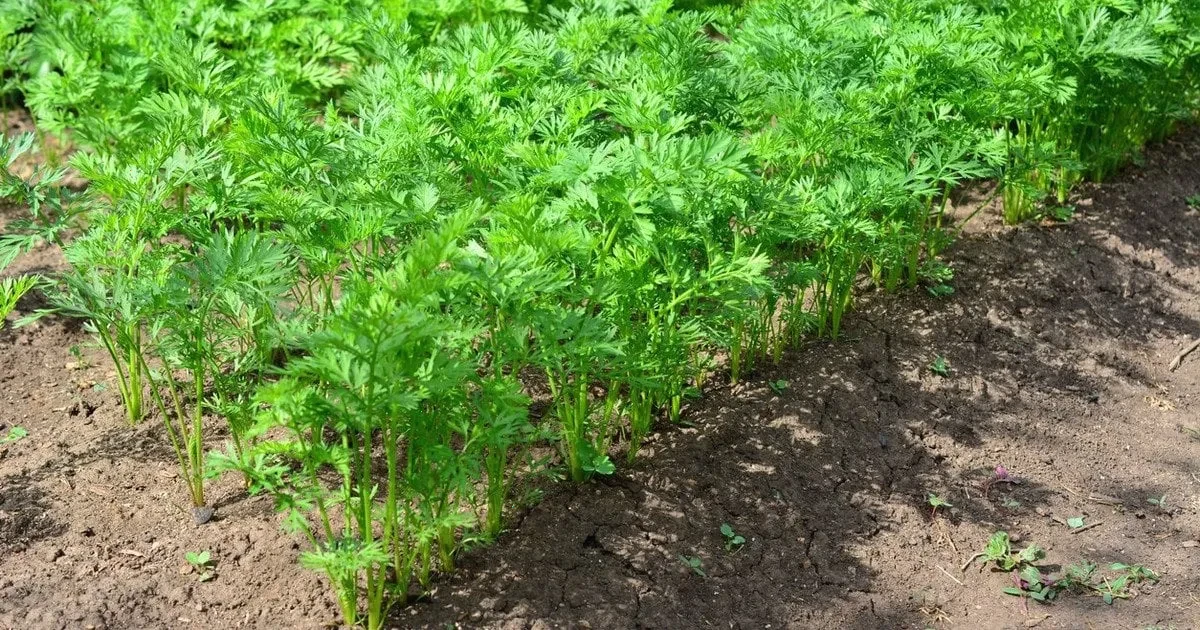 підживлення моркви – детальна інформація