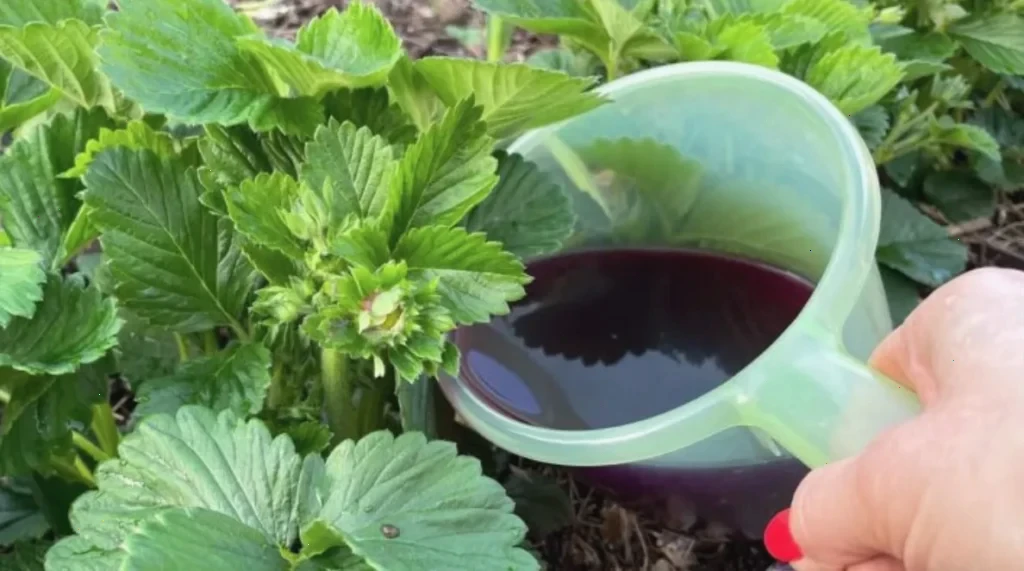 підживлення полуниці – детальна інформація