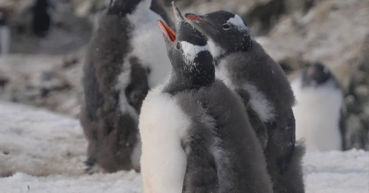 пінгвіни – детальна інформація
