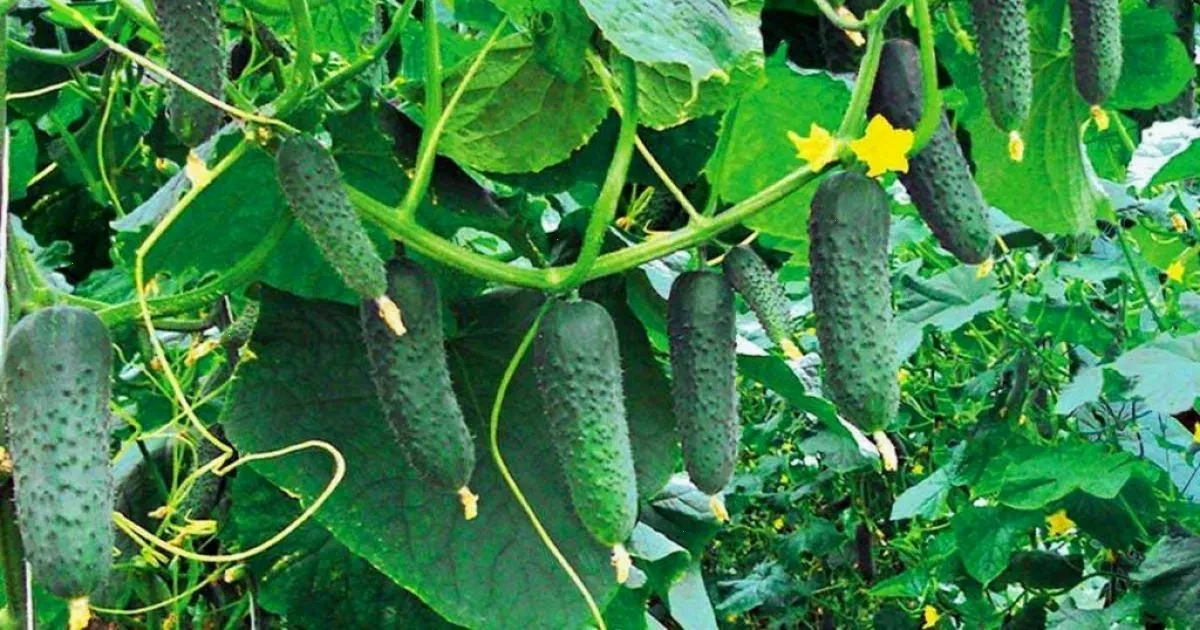 посів огірків – детальна інформація