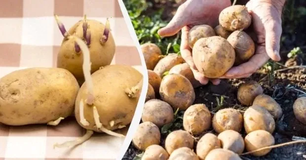 пророщування картоплі – детальна інформація