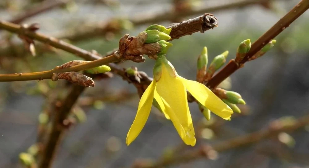 «Сьогодні в Україні до +18°: тепла погода з несподіваним нюансом»