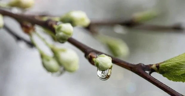 Синоптикиня Діденко розказала, з якої погоди почнеться квітень в Україні