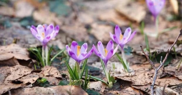 Синоптикиня Діденко: Тепла погода 25 березня - не для всієї України