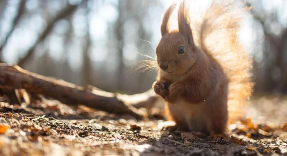 Тепло наростає: Україну розігріє до +17° вже в середині тижня