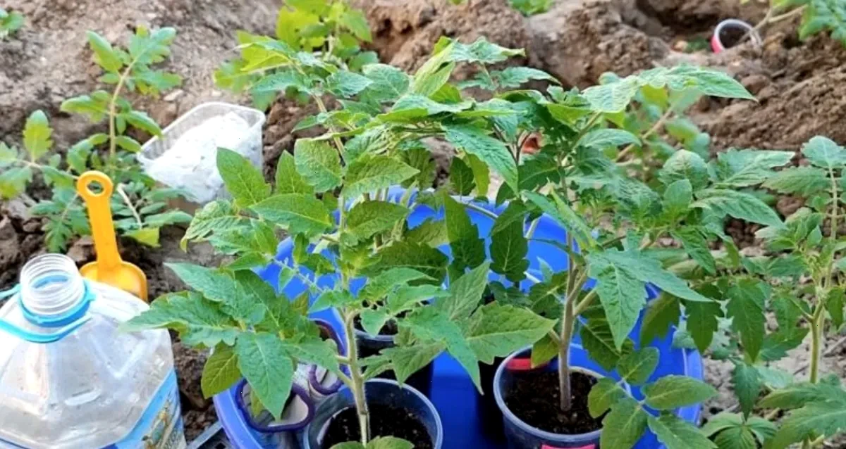 томатів – детальна інформація