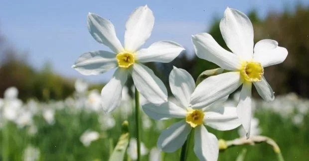 Укргідрометцентр презентував прогноз погоди на квітень: що очікувати?