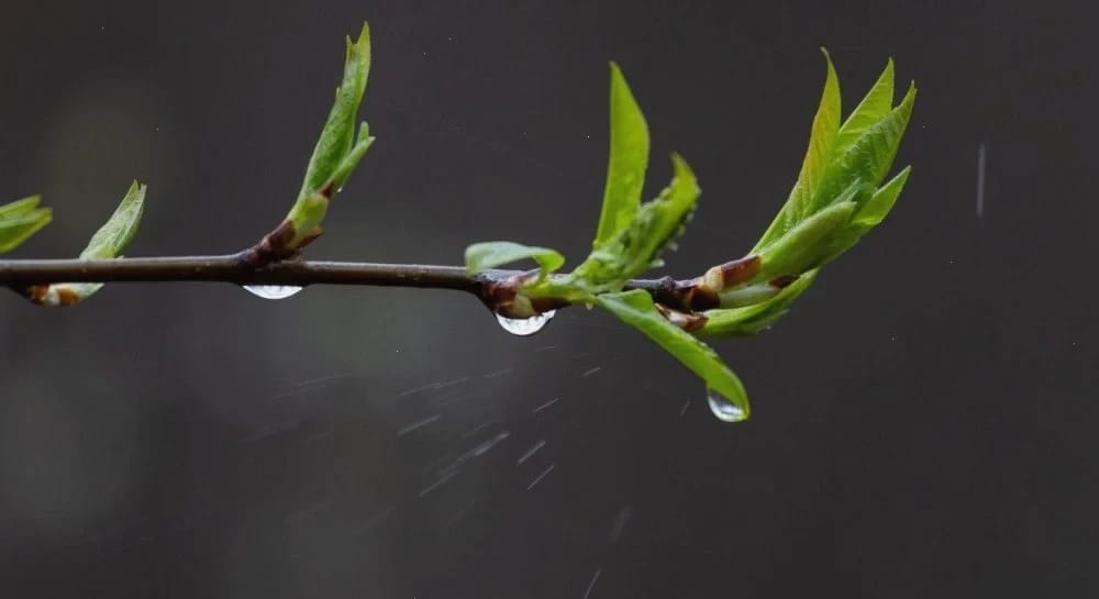 Наприкінці тижня в Україні буде тепло до +20°, але дощі триватимуть