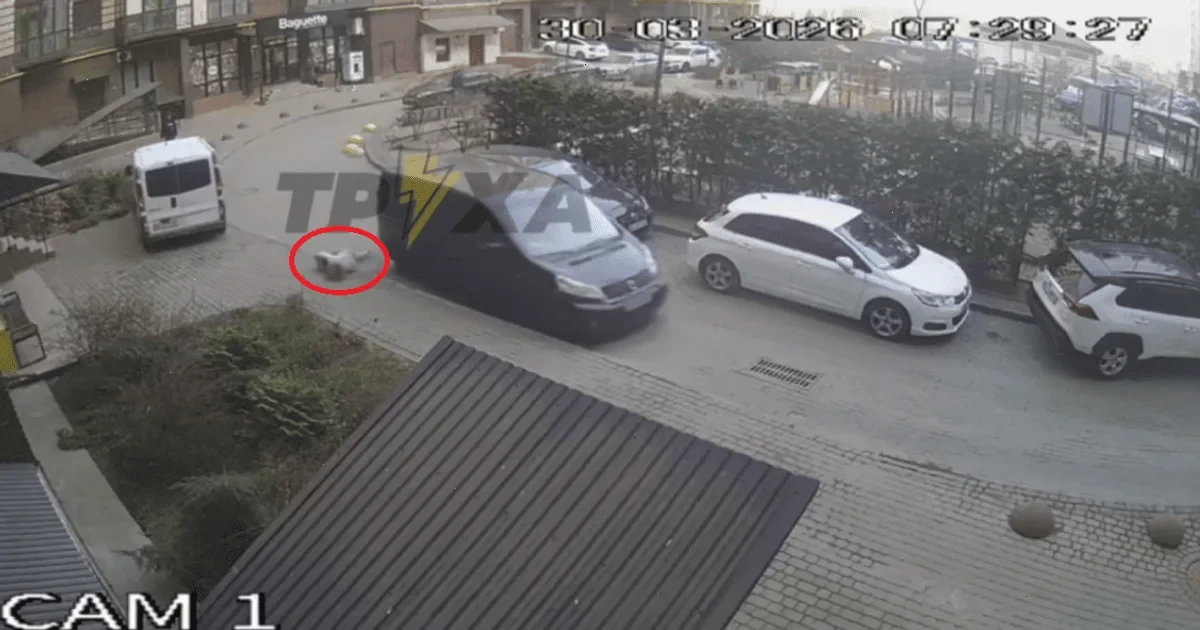 вагітна жінка Луцьк мобілізація