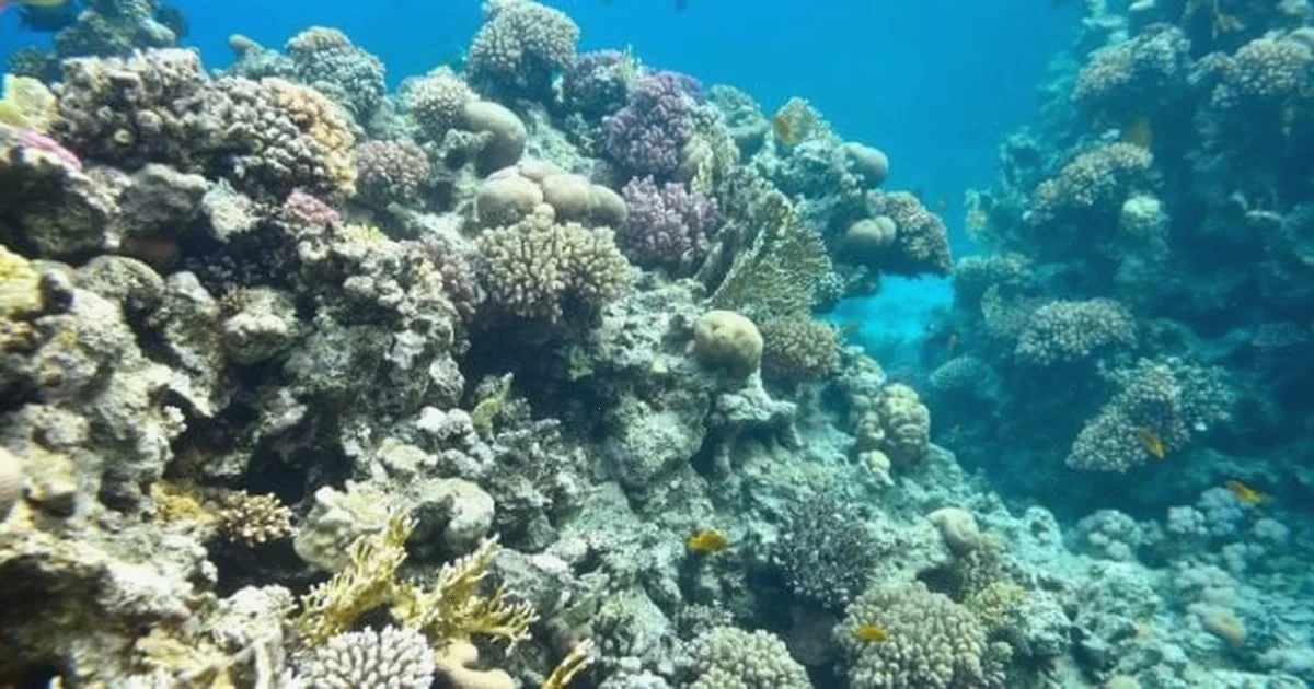 величезний кам'янистий корал