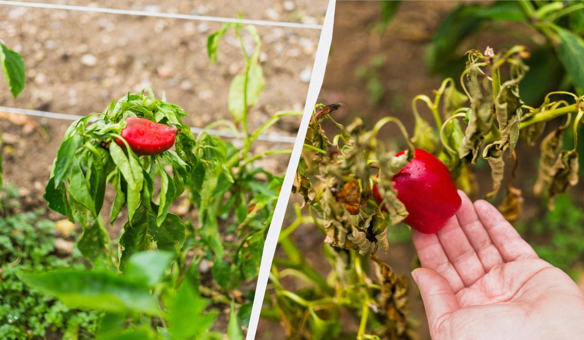 Несумісні культури