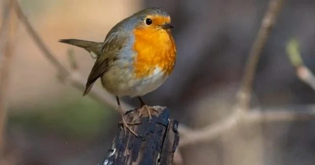 «Синоптикиня Діденко: Комфортне тепло чекає на українців 26 березня»