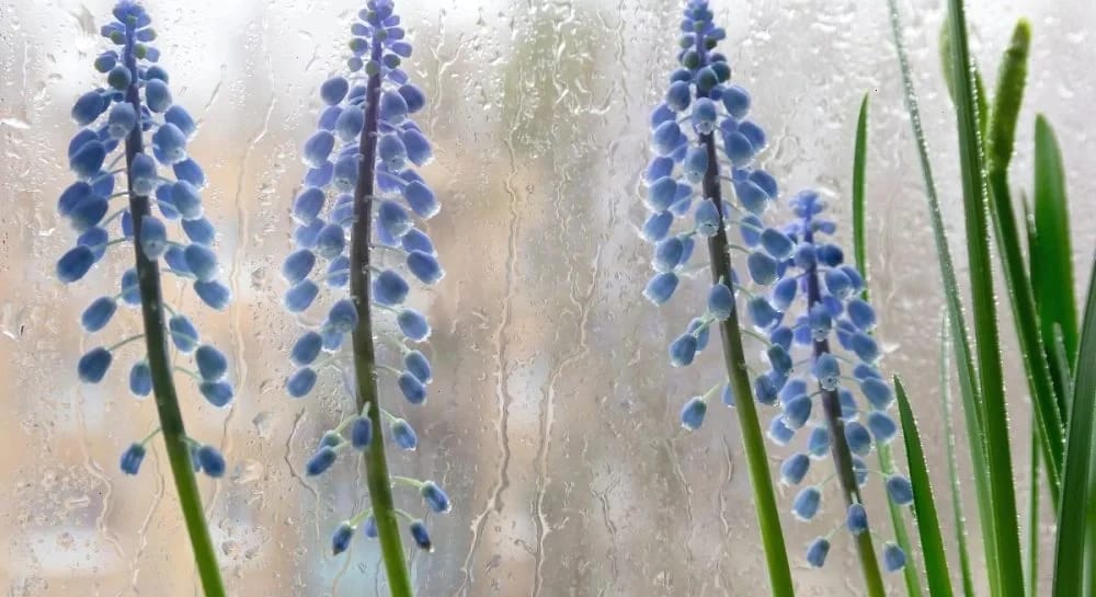 11 квітня не порадує українців теплом, майже скрізь - дощі