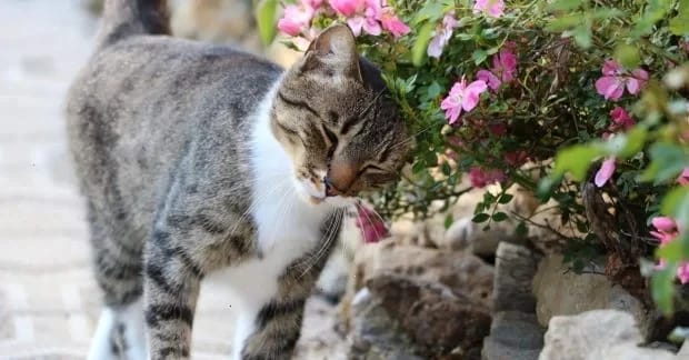 "Розкішно тепло": синоптик розповіла про погоду 16 квітня в Україні та Києві