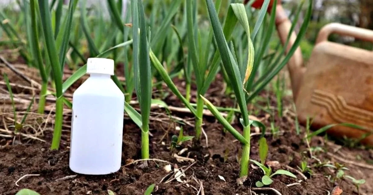 аміак для часнику та цибулі