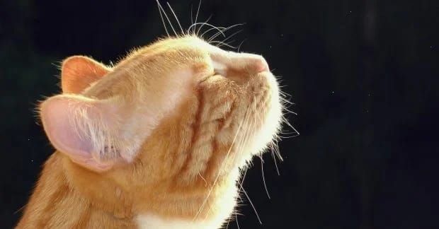 Синоптикиня Діденко повідомила, коли в Україні нарешті потеплішає