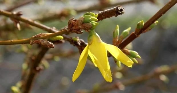 Синоптикиня Діденко розказала, як зміниться погода в Україні 3 квітня