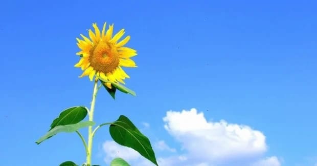 Чи буде нестерпна спека цього літа: експерти розказали про погоду в Україні