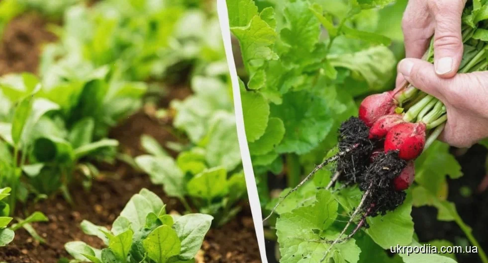 коли сіяти редиску