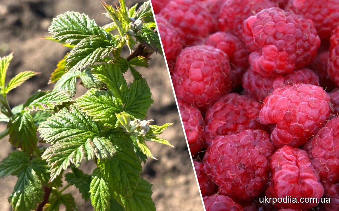 підживлення малини