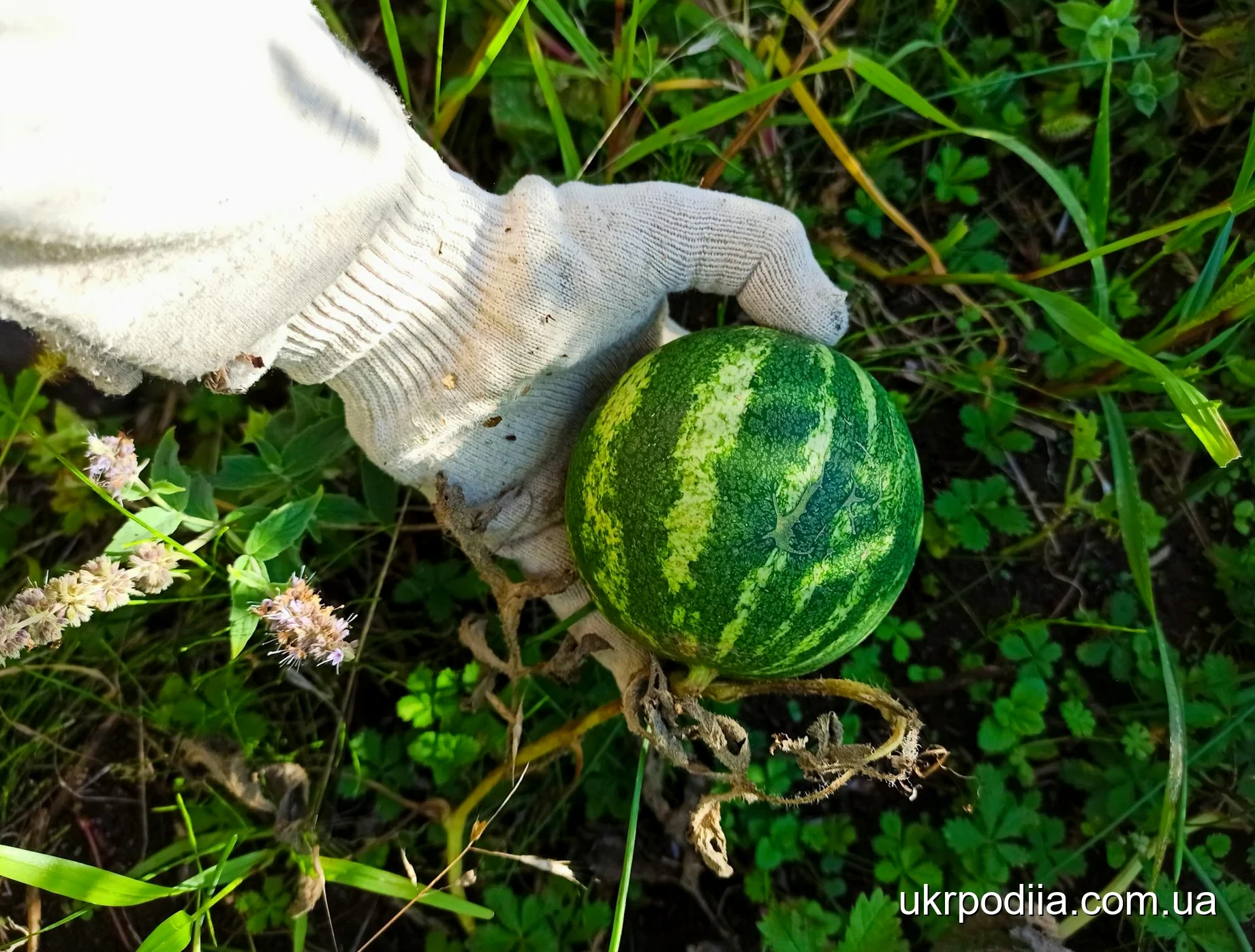 посадка кавунів
