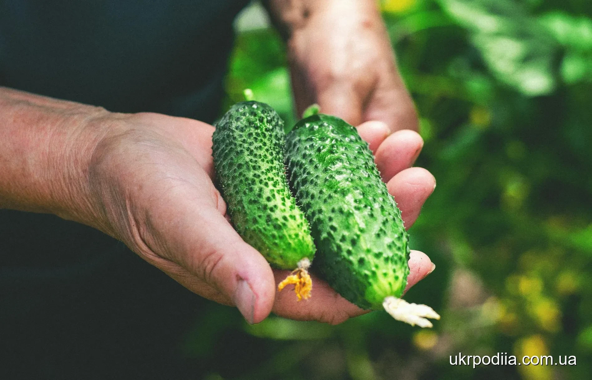 пучкових гібридів