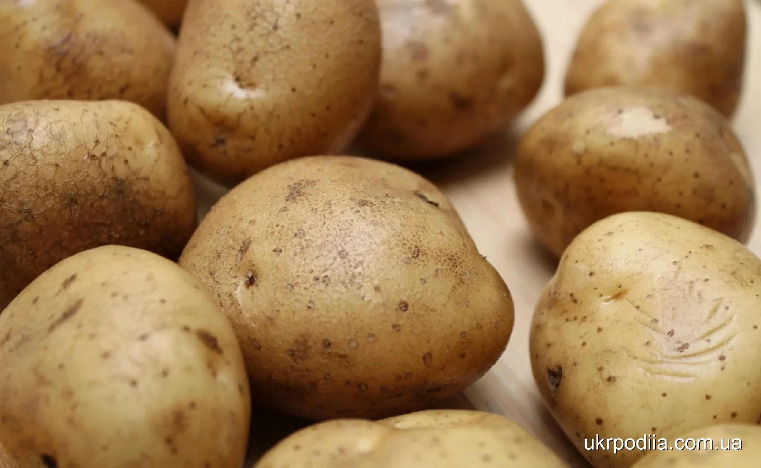 собівартість 1 кілограма картоплі