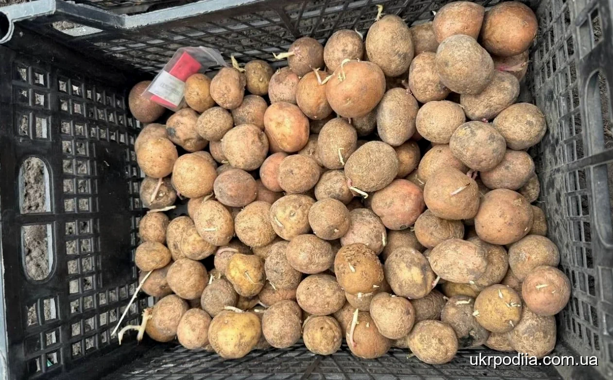 сорт картоплі